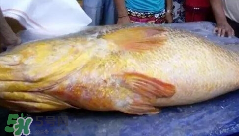 黃唇魚多少錢一斤？金錢鱉多少錢？