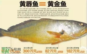 黃唇魚(yú)是黃花魚(yú)嗎？黃唇魚(yú)是黃魚(yú)嗎？
