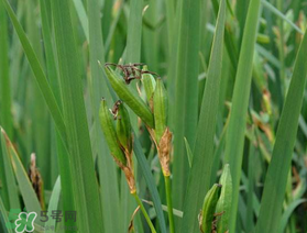 端午節(jié)為什么要掛菖蒲？端午節(jié)掛菖蒲的好處