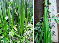 端午節(jié)為什么要掛菖蒲？端午節(jié)掛菖蒲的好處