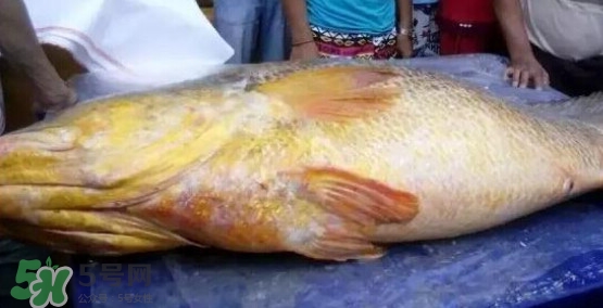 黃唇魚可以買賣嗎？黃唇魚買賣違法嗎？