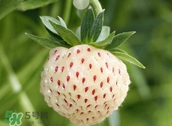 菠蘿莓種子哪里有賣？哪里能買得到菠蘿莓種子？