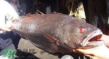 黃唇魚(yú)可以養(yǎng)殖嗎？黃唇魚(yú)能養(yǎng)殖嗎？
