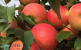 紅心蘋果多少錢一斤？紅肉蘋果價格