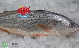 黃唇魚(yú)是黃花魚(yú)嗎？黃唇魚(yú)是黃魚(yú)嗎？