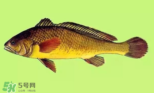 黃唇魚(yú)是黃花魚(yú)嗎？黃唇魚(yú)是黃魚(yú)嗎？