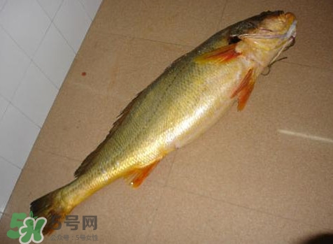 黃唇魚是什么魚？黃唇魚是淡水魚嗎