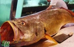 黃唇魚是什么魚？黃唇魚是淡水魚嗎