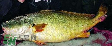 黃唇魚可以買賣嗎？黃唇魚買賣違法嗎？