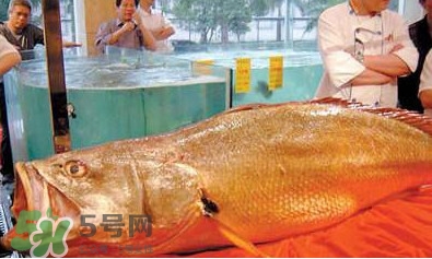 黃唇魚可以買賣嗎？黃唇魚買賣違法嗎？