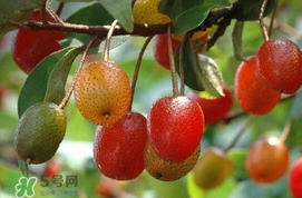 羊奶子是什么？羊奶果多少錢(qián)一斤
