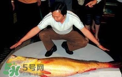 金錢鳘是保護動物嗎？金錢鳘是國家保護動物嗎