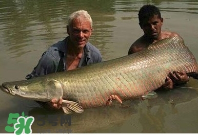 金錢(qián)鳘是什么魚(yú)？金錢(qián)鳘是淡水魚(yú)嗎？