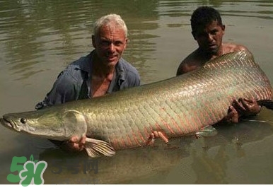 黃唇魚魚鰾真的那么神？黃唇魚魚鰾真實(shí)藥用價值