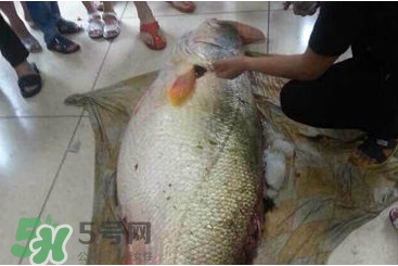 黃唇魚鰾是魚肚嗎？黃唇魚鰾是魚泡嗎