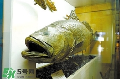 金錢(qián)鳘為什么那么貴？金錢(qián)鳘為什么能賣(mài)那么貴