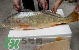 孕婦能吃金錢鱉嗎？懷孕期間能不能吃金錢鱉？