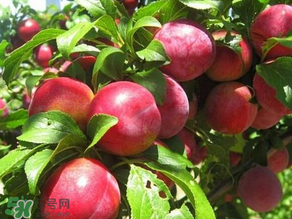 ?油桃是發(fā)物嗎？?油桃是不是發(fā)物？