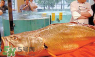 孕婦能吃金錢鱉嗎？懷孕期間能不能吃金錢鱉？