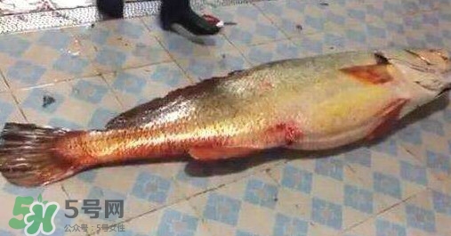 金錢鳘有什么用？金錢鳘有什么作用
