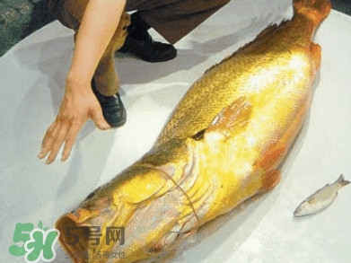 金錢(qián)鳘是什么？金錢(qián)鳘怎么讀？