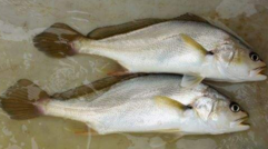 小孩能吃黃唇魚嗎？小孩吃黃唇魚好嗎？