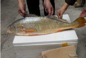 小孩能吃黃唇魚嗎？小孩吃黃唇魚好嗎？