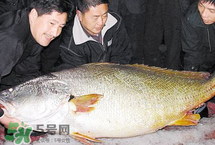 寶寶能吃金錢鳘嗎？金錢鳘寶寶吃了好嗎？
