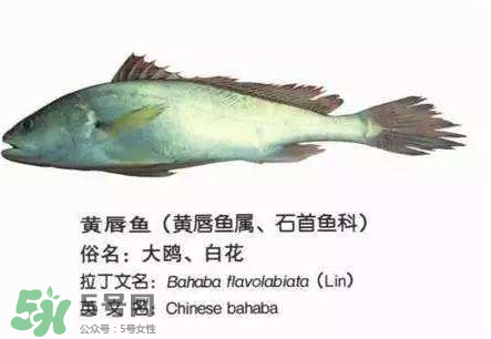 寶寶能吃金錢鳘嗎？金錢鳘寶寶吃了好嗎？