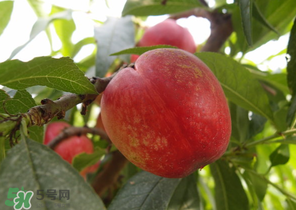 油桃和牛奶能一起吃嗎？喝完牛奶能吃油桃嗎？