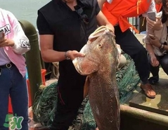 金錢鳘值多少錢？金錢鳘魚膠功效