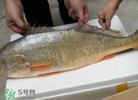 黃唇魚是海魚嗎？黃唇魚是海鮮嗎