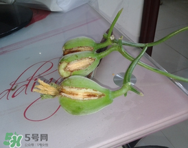 香瓜裂口怎么回事？香瓜裂了怎么辦？