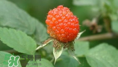 空心泡是否就是覆盆子？覆盆子是水果嗎