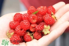 覆盆子哪里有賣？覆盆子多少錢一斤？