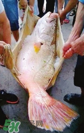 黃唇魚魚鰾能救命？黃唇魚魚鰾可以救命？