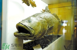黃唇魚魚鰾真的那么神？黃唇魚魚鰾真實(shí)藥用價值