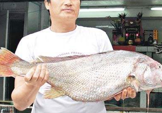 黃唇魚鰾是魚肚嗎？黃唇魚鰾是魚泡嗎
