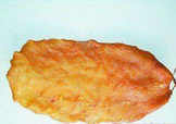 黃唇魚魚鰾怎么吃？ 黃唇魚魚鰾如何吃？