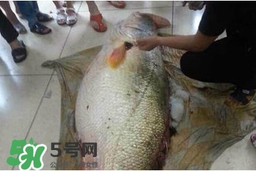 金錢(qián)鳘為什么那么貴？金錢(qián)鳘為什么能賣(mài)那么貴