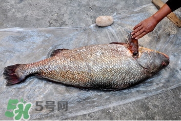 黃唇魚是海魚嗎？黃唇魚是海鮮嗎
