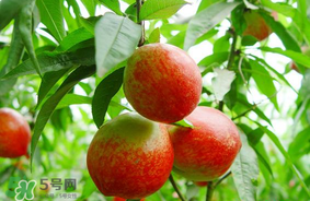 油桃可以榨汁嗎？油桃怎么榨汁？