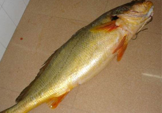 怎么鑒別金錢鳘魚膠？金錢鳘魚膠如何分辨真?zhèn)?><p><strong>怎么鑒別金錢鳘魚膠？金錢鳘魚膠如何分辨真?zhèn)?/strong></p></a></li> <li><a href=