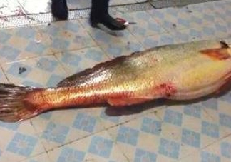 金錢鳘為什么身價上百萬？金錢鳘真這么值錢嗎