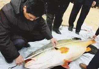 金錢鳘有什么用？金錢鳘有什么作用