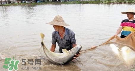 金錢(qián)鳘是哪里原產(chǎn)的？金錢(qián)鳘的產(chǎn)地在哪里