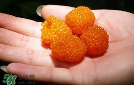 空心泡能吃嗎？空心泡與樹莓的差別