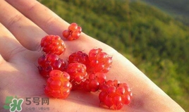 山莓怎么洗？山莓怎么吃