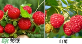 山莓有毒嗎？山莓和蛇莓的區(qū)別