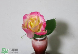 五月份可以扦插月季嗎？5月份適合插月季嗎？